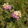 Munnar-015
