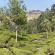 Munnar-017
