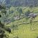 Munnar-021