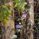 Munnar-022