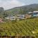 Munnar-023