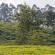 Munnar-032