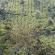 Munnar-033