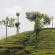 Munnar-034