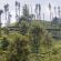 Munnar-037