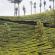 Munnar-039