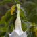 Munnar-052