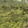 Munnar-054