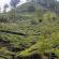 Munnar-055