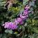 Munnar-080