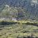 Munnar-089