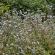 Munnar-090