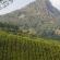 Munnar-099