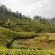 Munnar - Promenades dans les plantations de thé