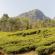 Munnar-114