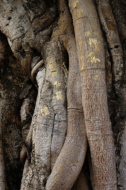 Yangon-Shwedagon-175