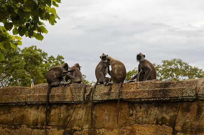 Anuradhapura-053