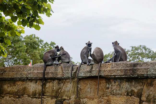 Anuradhapura-054