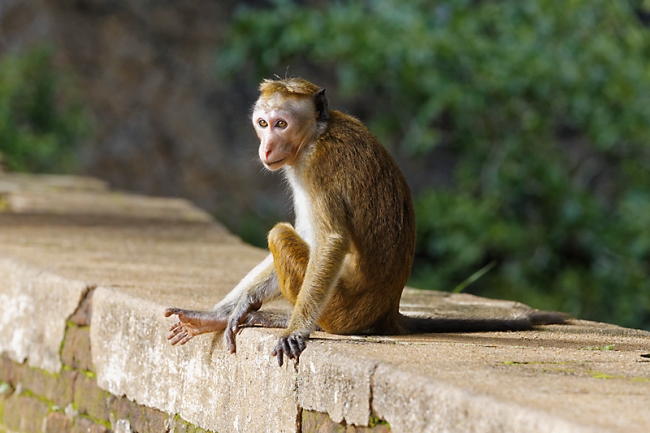 Sigiriya-033