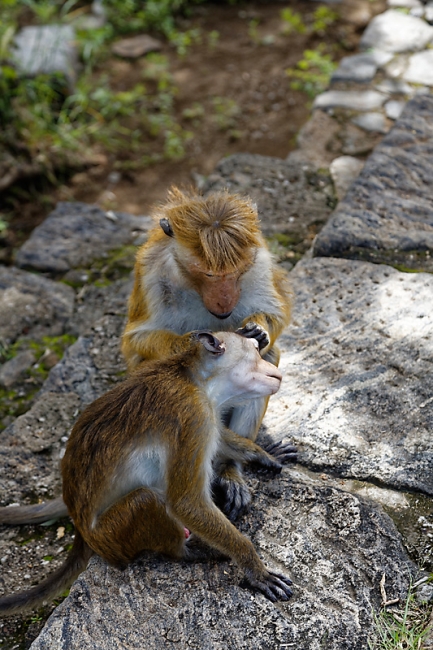 Dambulla-008