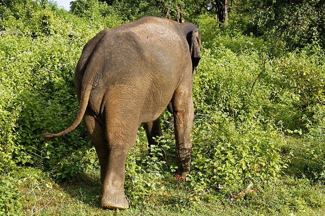 Udawalawe-101