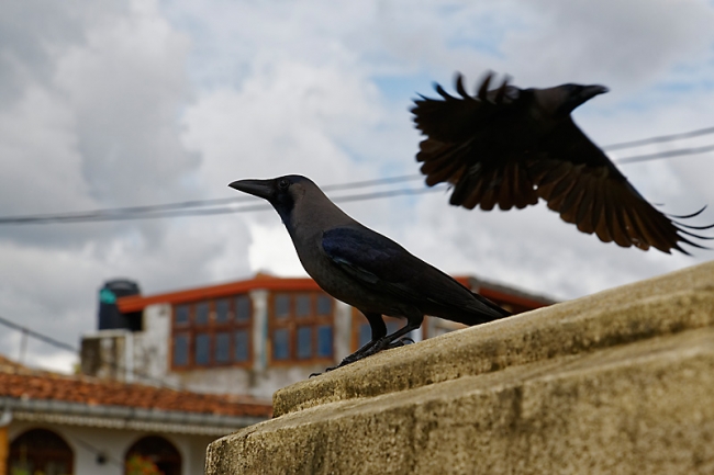 Galle-058