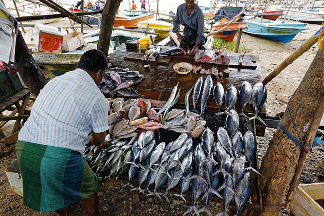 Galle-120