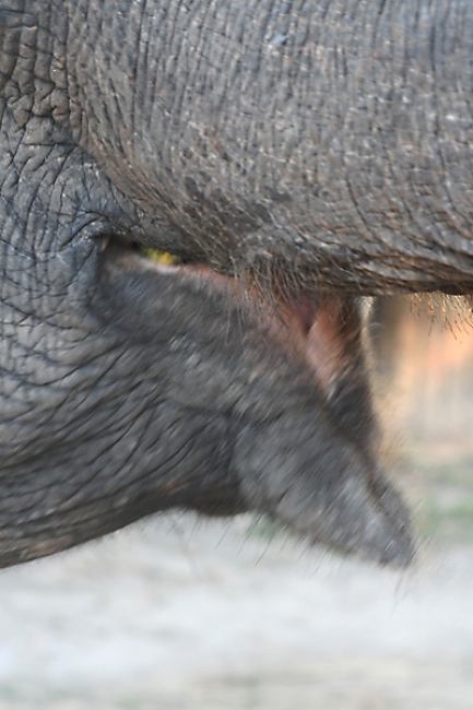 07-Si-Satchanalai-055