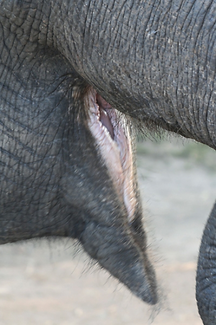 07-Si-Satchanalai-056